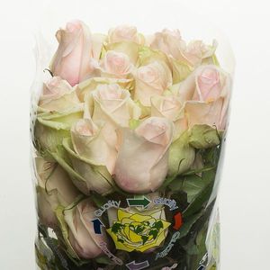 ROSE LA PERLA 60